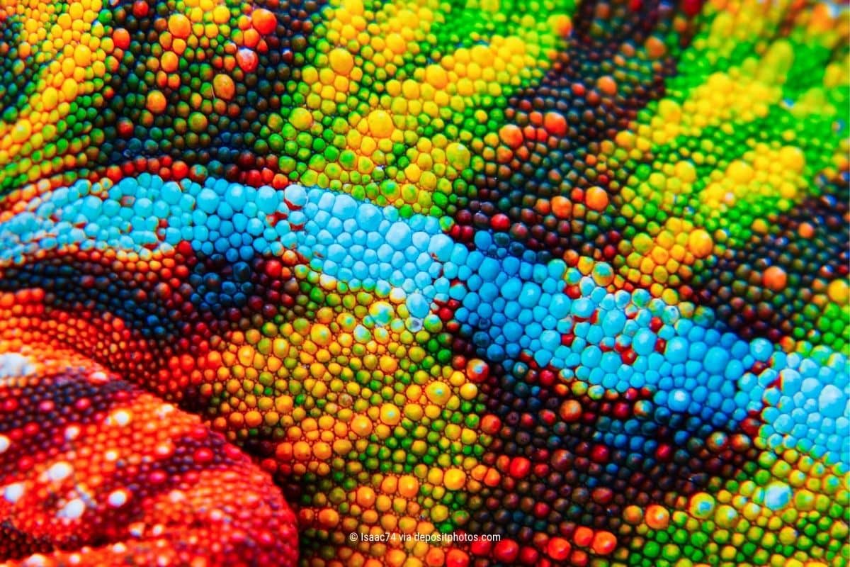 Das Bild zeigt das Detail der Haut eines Chamäleons – so detailliert, wie auch das Social Media Projektmanagement ist (Photocredit: Isaac74 via depositphotos)